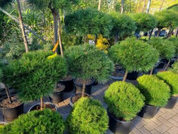 Pinus nigra Hochstamm 105cm - Pierrick Bregeon® Stämmchen.